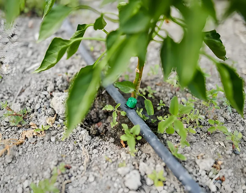ລະບົບຊົນລະປະທານ